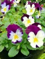 Viola